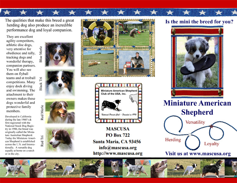 Miniature American Shepherd brochure