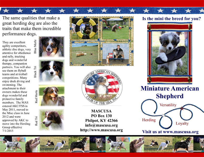 Miniature American Shepherd brochure