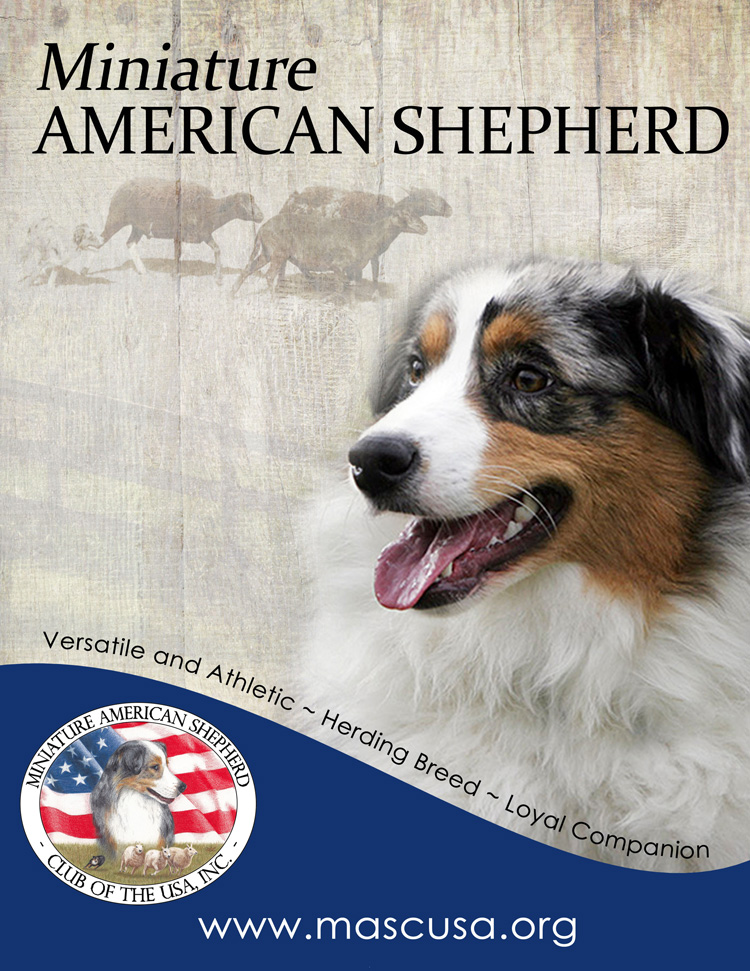 Miniature American Shepherd poster
